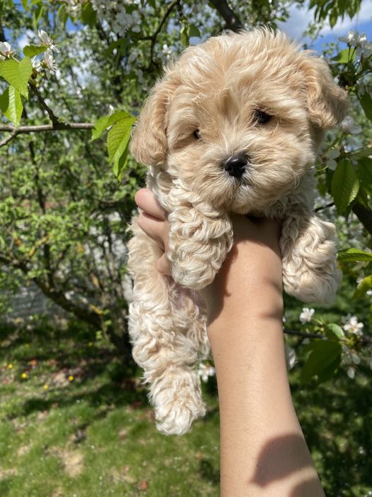 Міні мальтипу ф1 чіповані