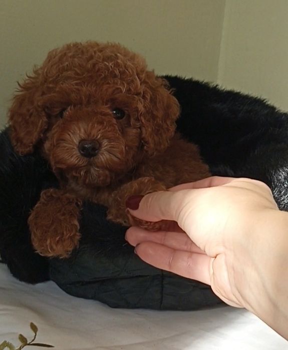 Щенки Ред и Ред Браун Той Пуделя