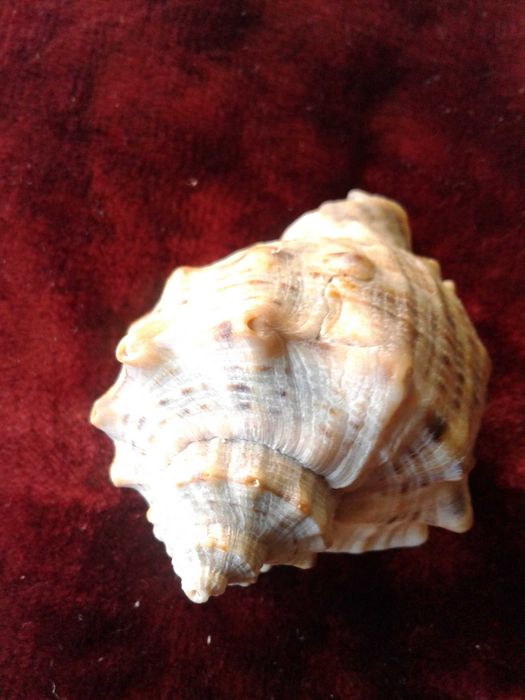 Ракушка черноморского рапана