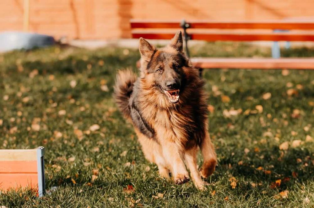 Przepiękny 2-letni Mezo w typie owczarka niemieckiego szuka domu!!!