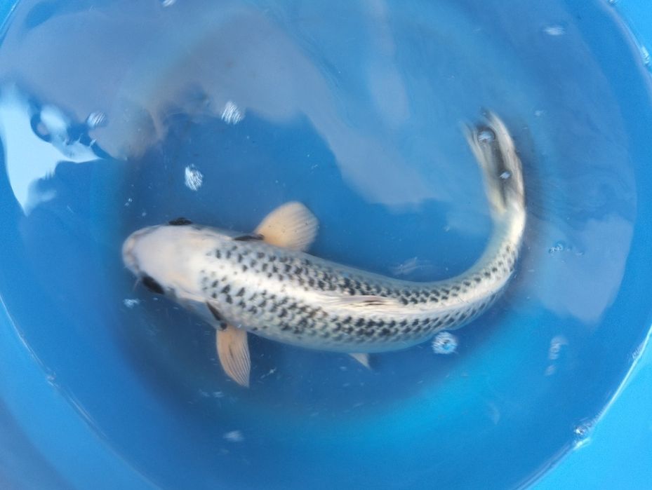 Carpa koi gin matsuba 35cm