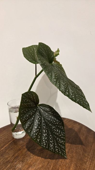 Begonia Corallina de Lucerna