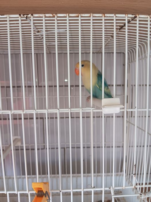 Troco por outras aves