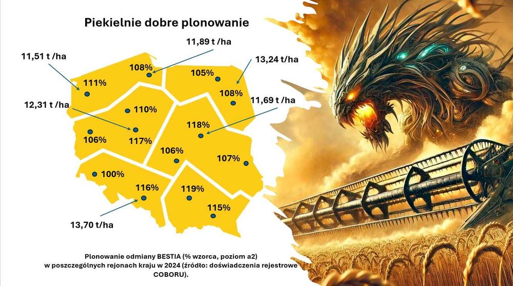 Pszenica ozima BESTIA C1 2450 zł brutto tona - TRANSPORT GRATIS