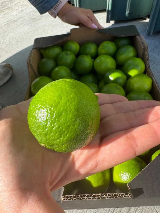 Limas (Fruta) kg