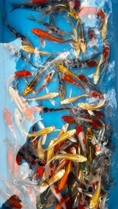 Oryginalne karpie Koi