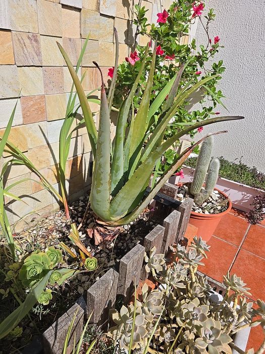 Aloe Vera em vaso - desde 5€