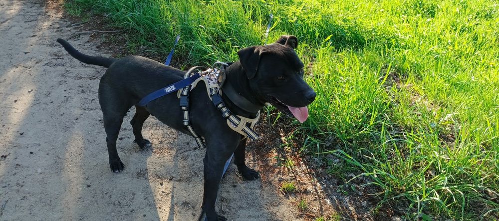 Pies do adopcji, Tyson w typie amstaffa.