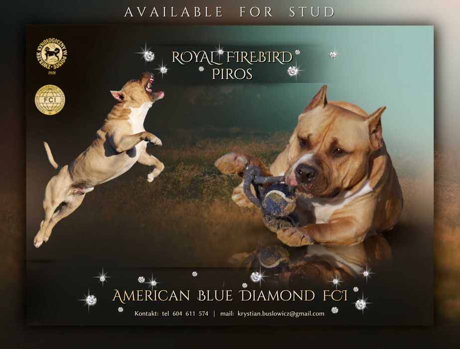 American Staffordshire Terrier, Amstaff FCI, piękny, mocny piesek ZINO