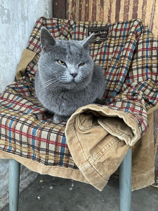 Кіт шартрез, картезіанський кіт віддам в хороші руки