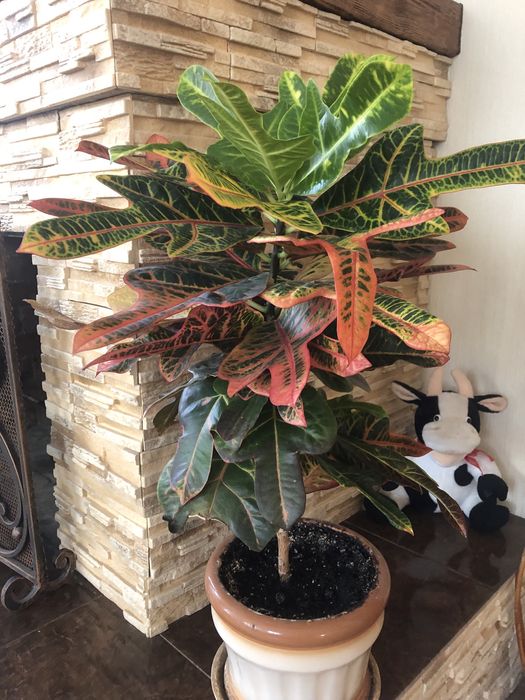 Продам кімнатні рослини