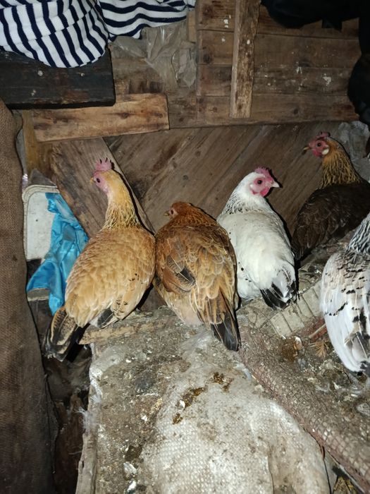 Инкубационное яйцо бентамок