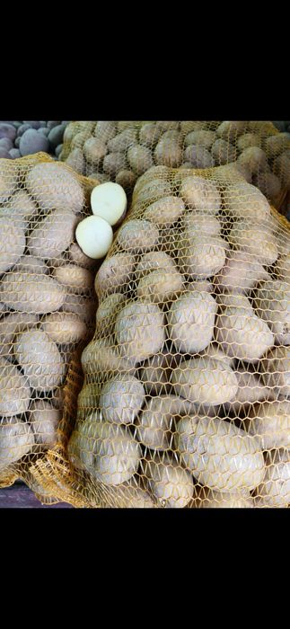 Sprzedam ziemniaki odmiany Denar