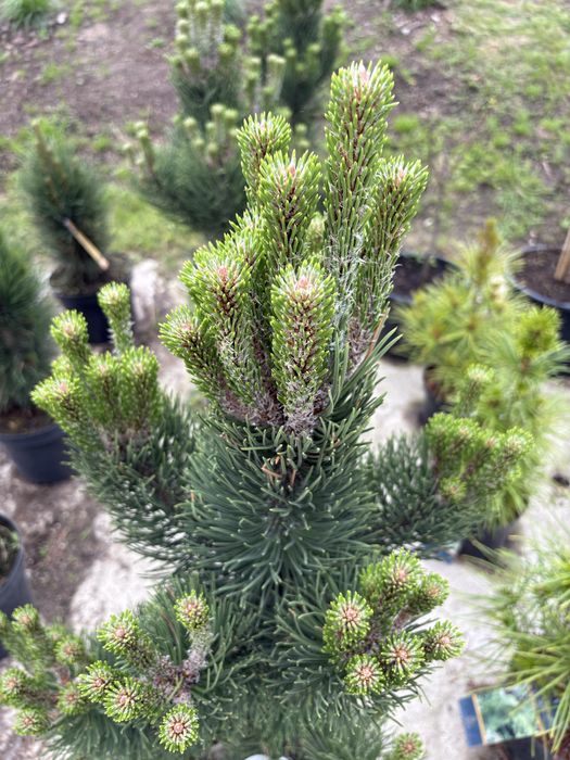 Sosna czarna (Pinus nigra oregon green)
