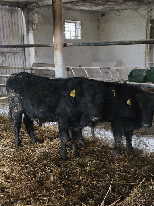 Byczki odsadki 14 sztuk