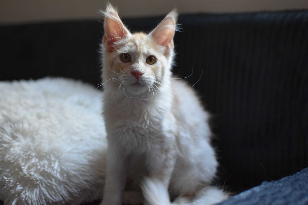 REZERWACJA/Gotowy do Odbioru/Kocurek Maine Coon/Rodowód FPL