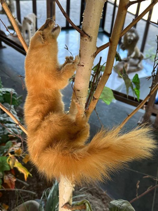 Чучело Выдры