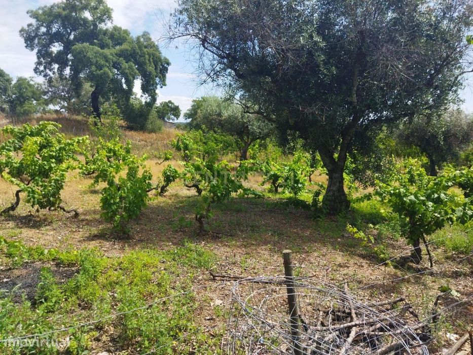 Terreno rústico | Lousa CTB, Castelo Branco