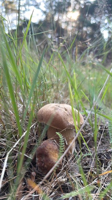 12 osobowy - Leśny Domek Puszcza Notecka