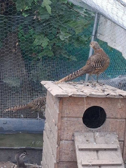 Samice bazanta zlotego z 25 r