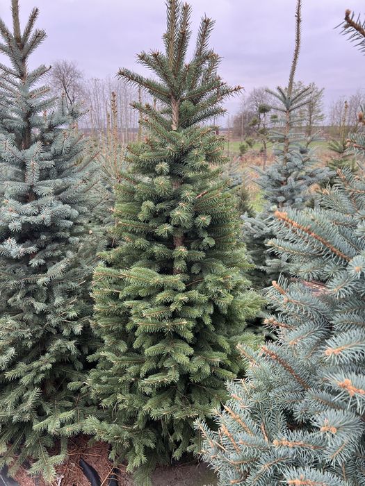 Ялина зелена Кейбаб (Kaibab) в грунті, жива ялинка, Ель зеленая