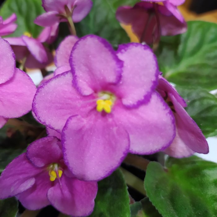 Продам узумбарскую фиалку