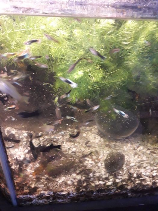 Рыбки Гупыши разные РАСПРОДАЖА