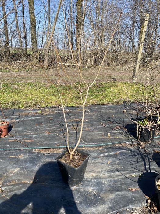 Калина махрова.  Бульденеж