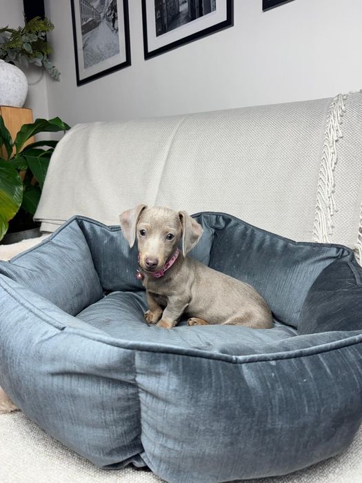 jamnik miniaturowy suczka