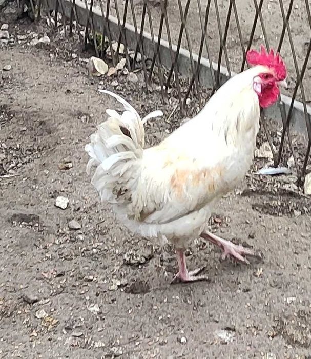 Koguty z bezstresowej hodowli