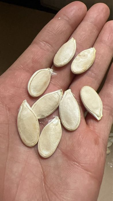 Nasiono Atlantic Giant 490kg dynia olbrzymia