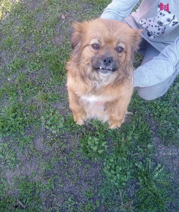 Собачка пекінес.