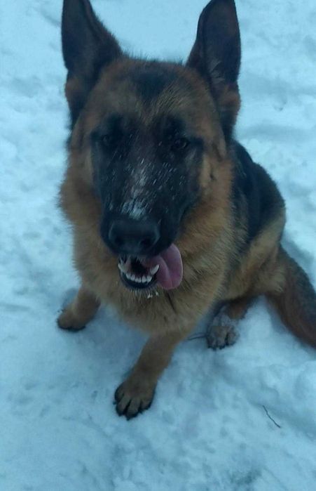 Дівчинка німецької вівчарки 9 міс КСУ