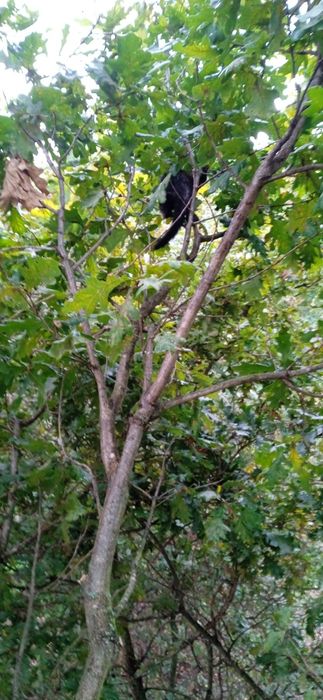 Poda, abate de árvores difíceis