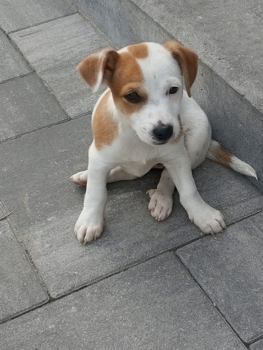 Pieski Jack Russell terrier ( suczka)