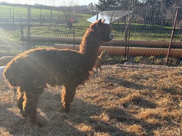 Sprzedam 4 letniego samca alpaki