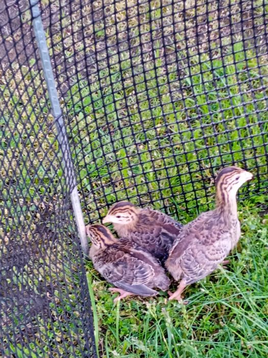 Kury rasowe brachmy kochiny liliputy karzełki łapciate  silki