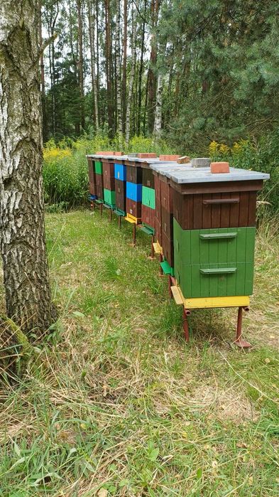 Sprzedam rodziny pszczele