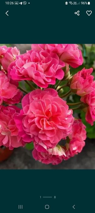 Сортові пеларгонії (свіжозрізи,вкорінені)