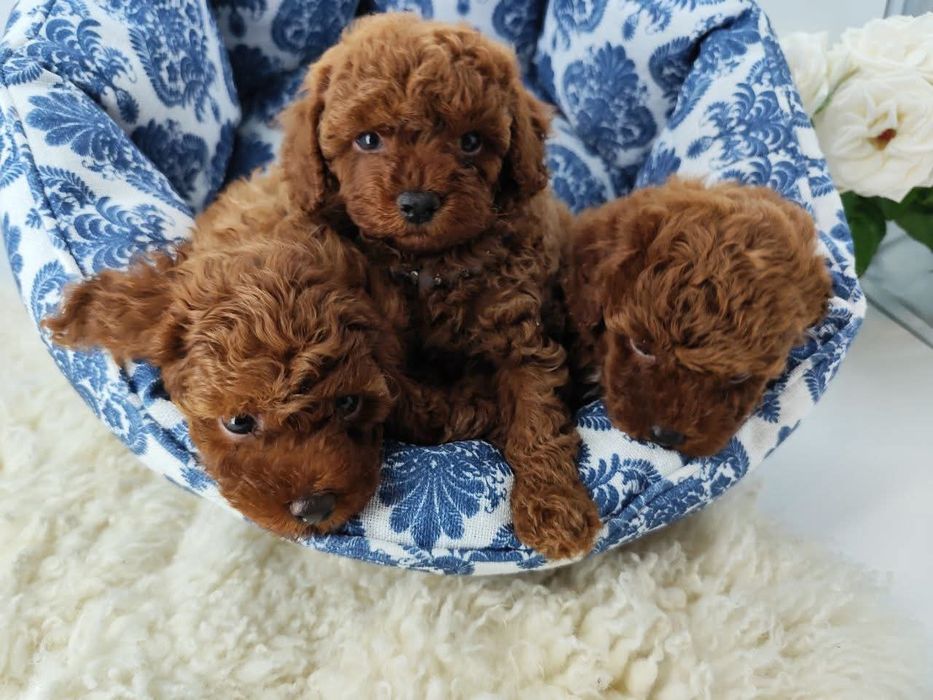 Дівчинка і хлопці той пудель;