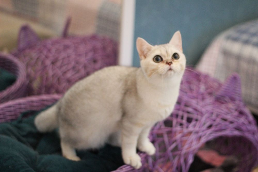 Супер-няшка симпатяшка