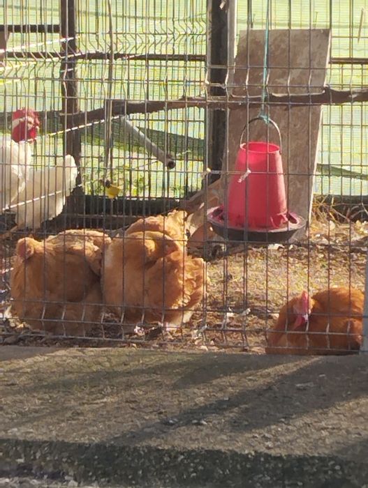 Orpington, ovos Férteis