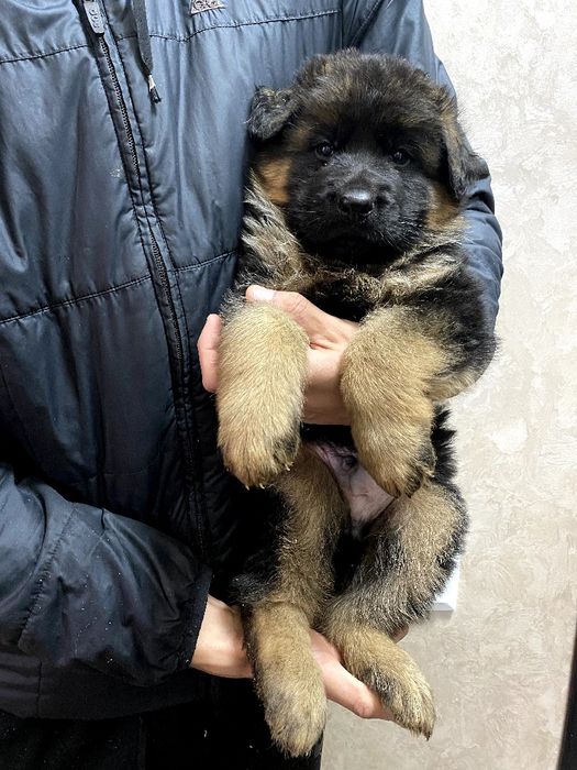 Довгошерстний хлопчик німецької вівчарки ТОП