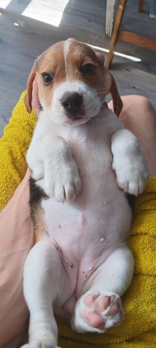 Дівчинка бігль  два місяці