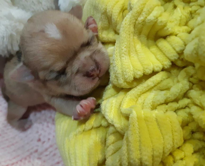 Chihuahua Suczka Beżowa Merle