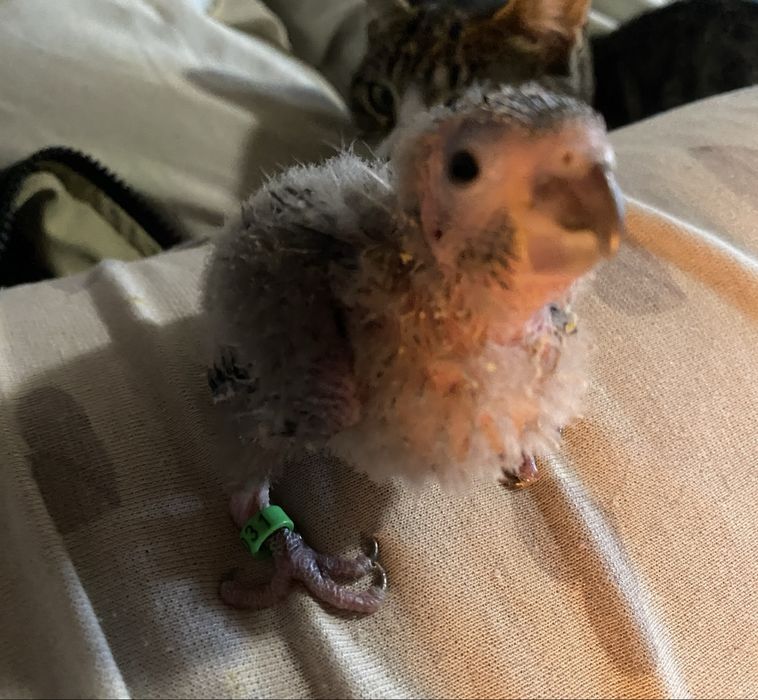 Purrhura para criar à mão