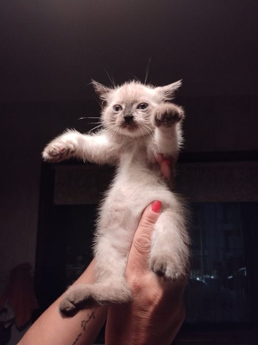 Gatinhos bebés  para adoção