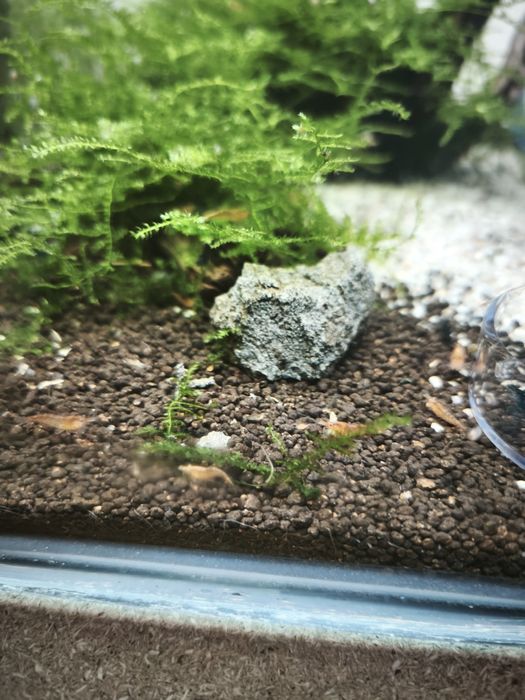 Neocaridina orange fire
