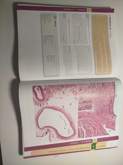 Histologia Texto e Atlas, Ross & Pawlina, 6a edição