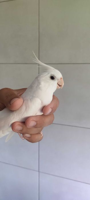 Vendo Caturra macho (Albino).